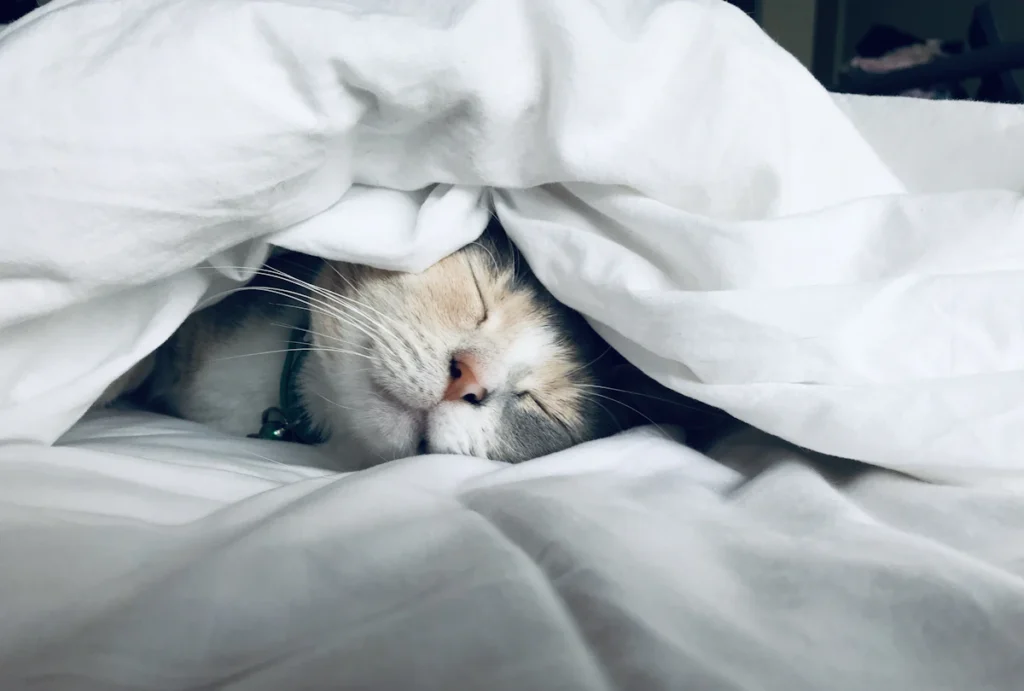 How To Improve Sleep Quality Naturally (Without Relying on Supplements)